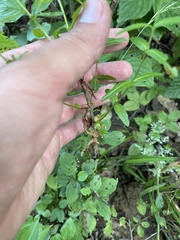 Epilobium tetragonum, photograph (c) Илья Руденко, some rights reserved (CC BY)