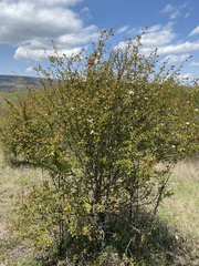 Crataegus margarettae