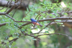 Passerina rositae