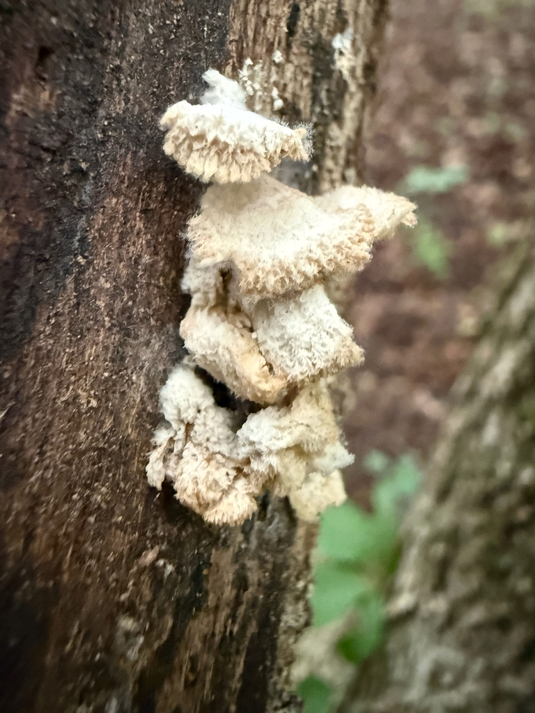splitgill mushroom · August 2026 · photo: Photo: no rights reserved · iNaturalist