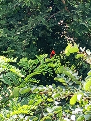 Northern Red Bishop