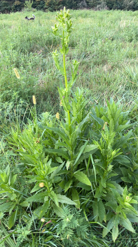 American burnweed