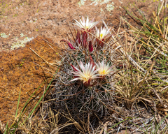 Coryphantha clavata
