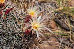 Coryphantha clavata