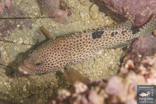Epinephelus trimaculatus observed 2026-08-01