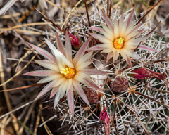 Coryphantha clavata