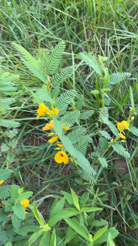 partridge pea