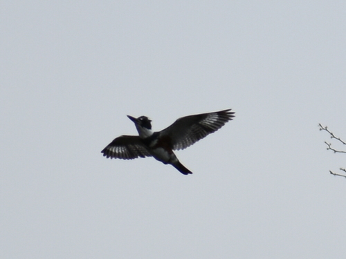 Belted Kingfisher photographed in Rhode Island