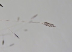 Eragrostis patentissima