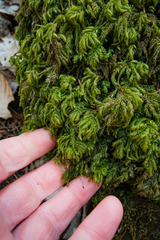 Thamnobryum alleghaniense