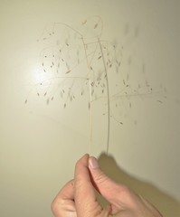 Eragrostis patentissima