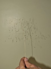 Eragrostis patentissima