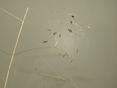 Eragrostis patentissima