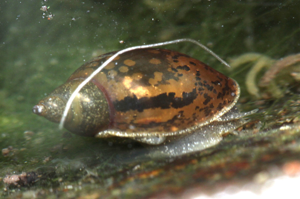 Radix rubiginosa
