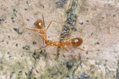 Anoplolepis gracilipes