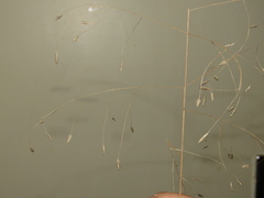 Eragrostis patentissima