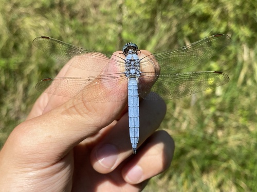 Southern Skimmer