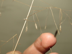 Eragrostis patentissima