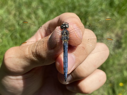 Keeled Skimmer