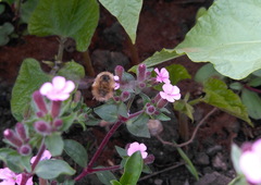 Bombylius major