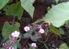 Bombylius major