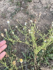 Anthemis cotula