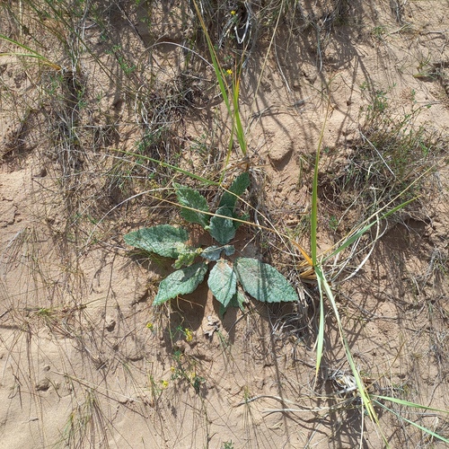 Salvia aethiopis, photograph 4