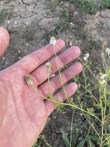 Anthemis cotula, photograph 3