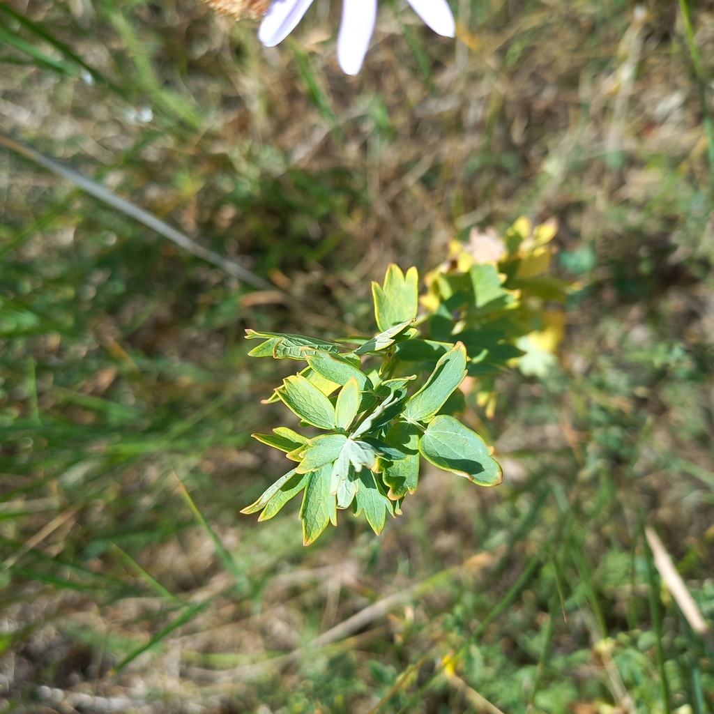 Thalictrum simplex; photograph (c) Alexander Dubynin, some rights reserved (CC BY)