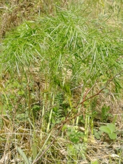 Peucedanum morisonii