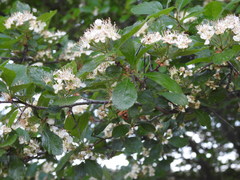 Crataegus tracyi