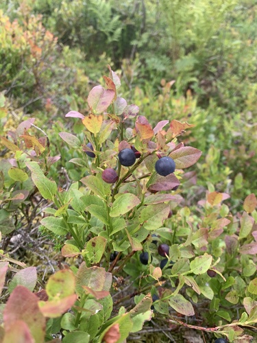 common bilberry