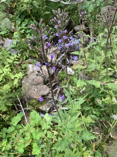 Alpine Blue-sow-thistle