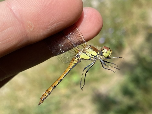 Common Darter