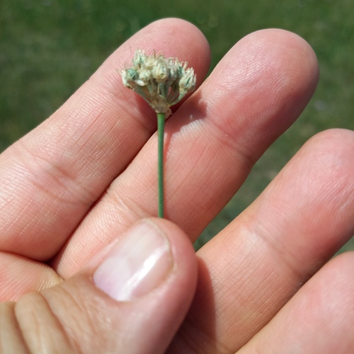 Allium korolkowii