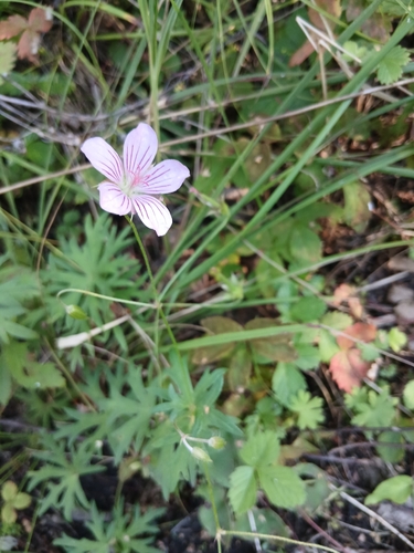 Geranium dahuricum, photograph 3