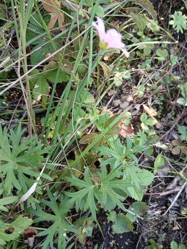 Geranium dahuricum, photograph 4