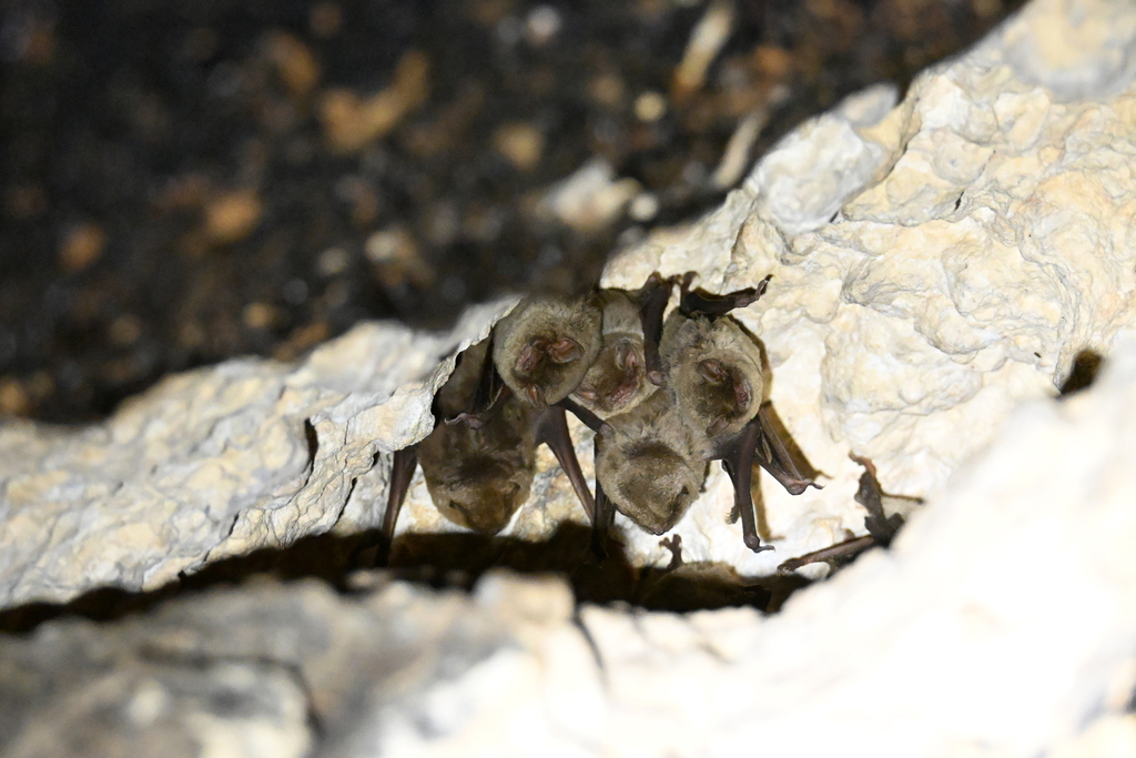 Pallid Long-fingered Bat