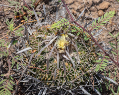 Echinofossulocactus phyllacanthus