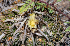 Echinofossulocactus phyllacanthus