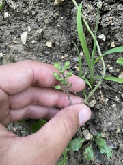Lepidium campestre, photograph (c) Илья Руденко, some rights reserved (CC BY)
