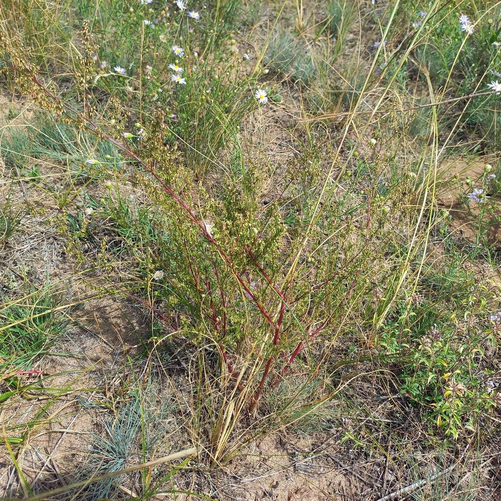 Artemisia scoparia; photograph (c) Alexander Dubynin, some rights reserved (CC BY)