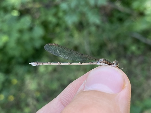Common Winter Damselfly