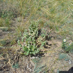 Salvia aethiopis, photograph (c) Alexander Dubynin, some rights reserved (CC BY)