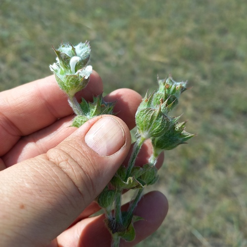 Salvia aethiopis, photograph 2