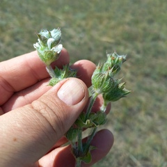 Salvia aethiopis, photograph (c) Alexander Dubynin, some rights reserved (CC BY)
