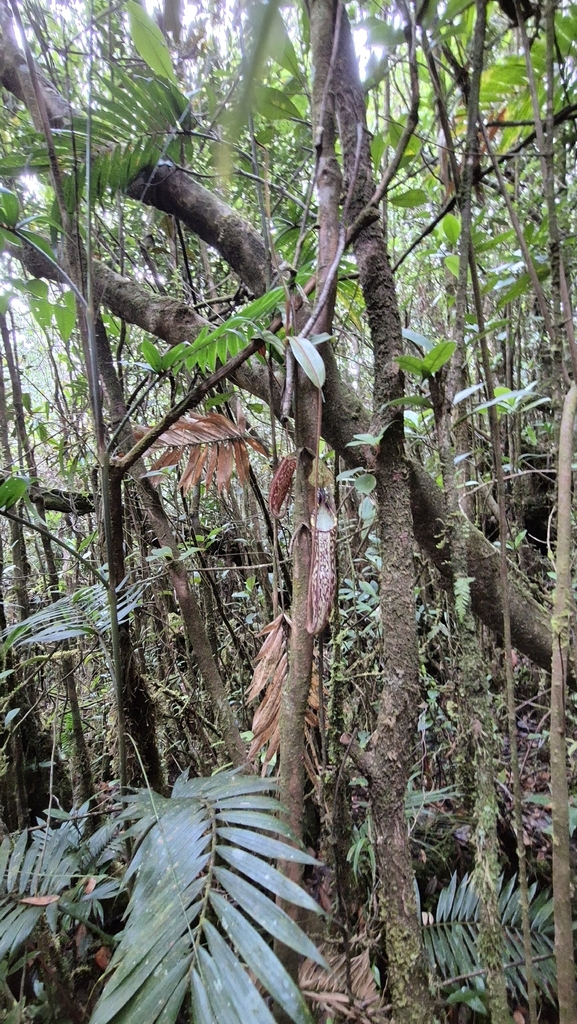 Nepenthes spectabilis (Nepenthes spectabilis)