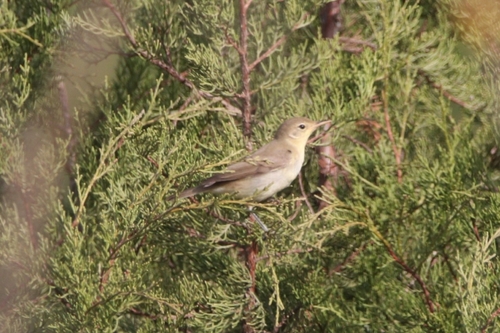 iNaturalist image