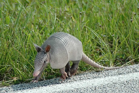nine-banded armadillo (Field Guide to the Wildlife of Shelby Forest ...