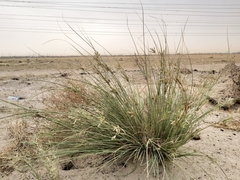 Cyperus conglomeratus